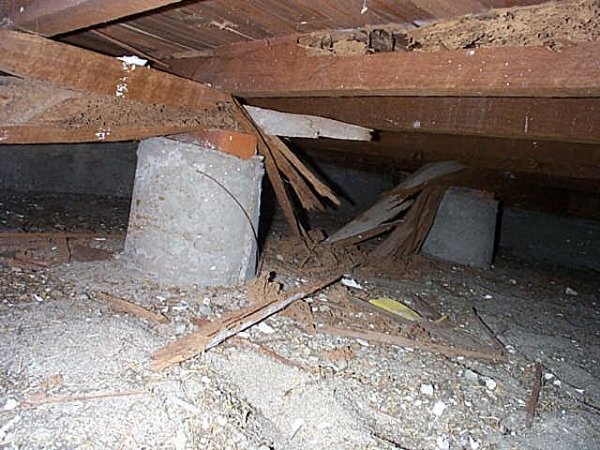 Borer eats through joist