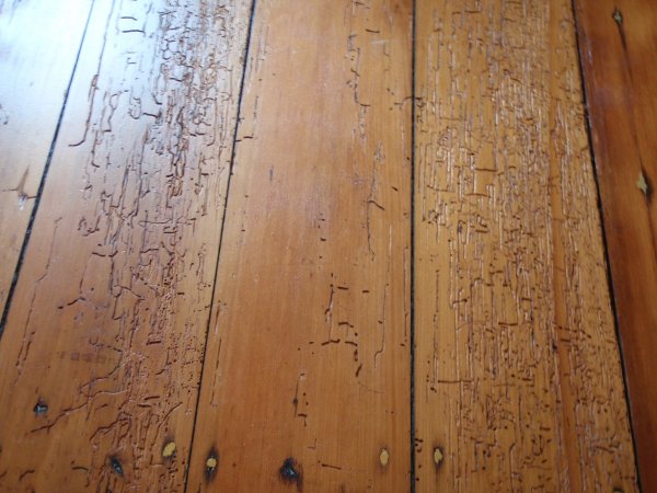 borer in floorboards