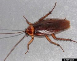 cockroach